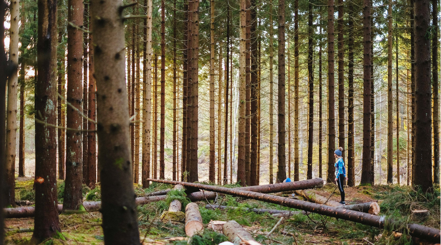 Dame i skog full av trær  CX-prosess